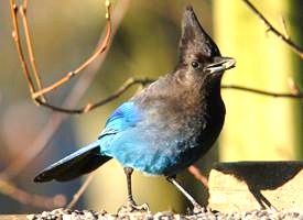 Birds
